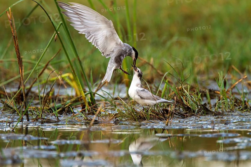 Whiskered Tern (Chlidonias hybrida) feeding juvenile, Castile-La Mancha, Spain
