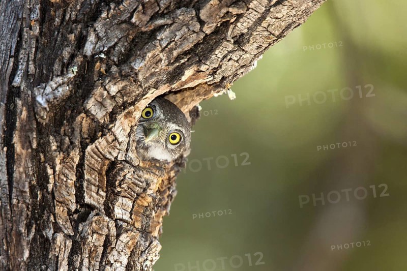 Northern Pygmy-Owl Glaucidium gnoma Huachuca Mountains, Cochise County, Arizona, United States 4 June Immature in nest hole. Strigidae