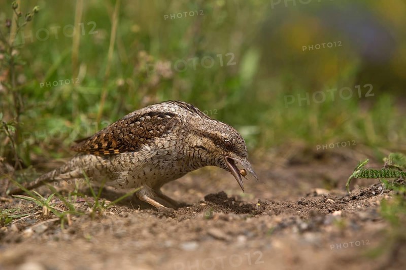 Eurasian Wryneck (Jynx torquilla) foraging, Saxony, Germany