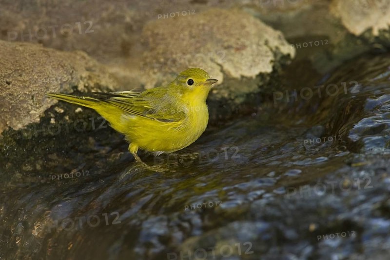 American Yellow Warbler (Setophaga aestiva), Arizona, USA