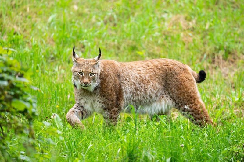 Eurasian lynx (Lynx lynx) walking in the grass, Bavaria, Germany