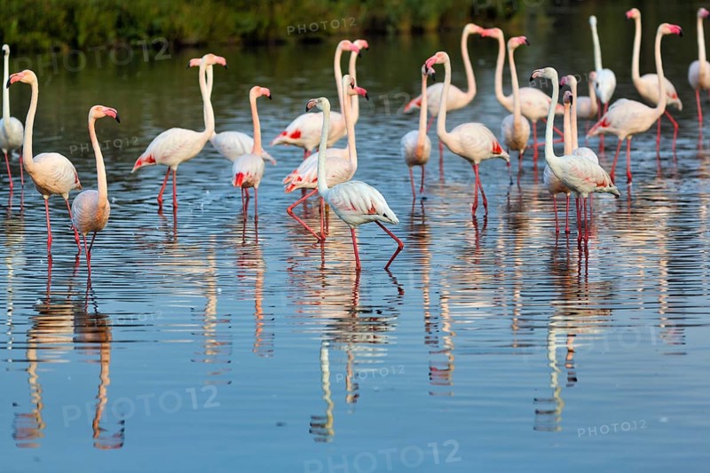 Pink flamingos (Phoenicopterus roseus), standing in the pond, Pont de Gau Bird Park, Saintes-Maries-de-la-Mer, Camargue Regional nature park Park, France