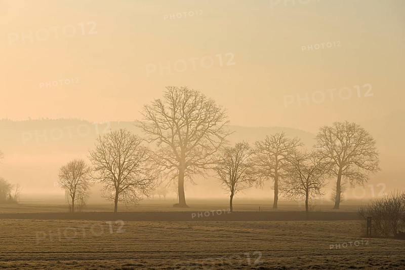 Meadows and trees in the early morning mist in the light of the rising sun, Reusstal, Aristau, Freiamt, Canton Aargau, Switzerland