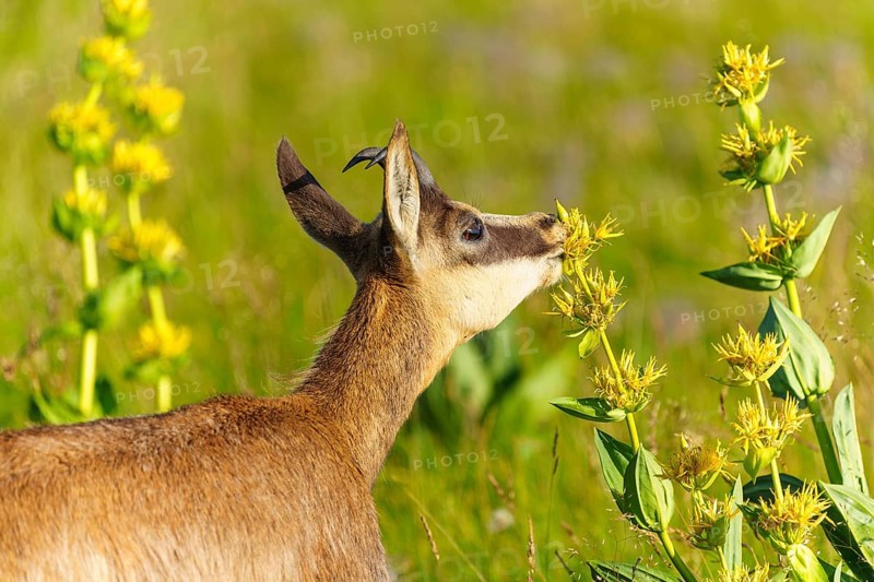Chamois standing in a green meadow and smelling yellow flowers. Peaceful nature scene with bright colours, chamois, chamois, (Rupicapra rupicaprae), fawn, wildlife, Vosges, France