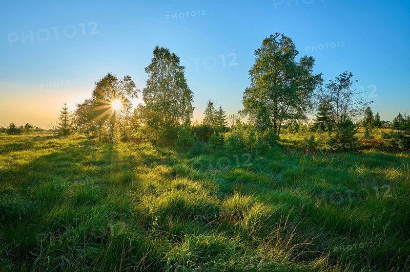 Sunlight breaks through a grove of trees and illuminates a wide, grassy landscape in the early morning light, High Fens, Eifel, Liège, Belgium