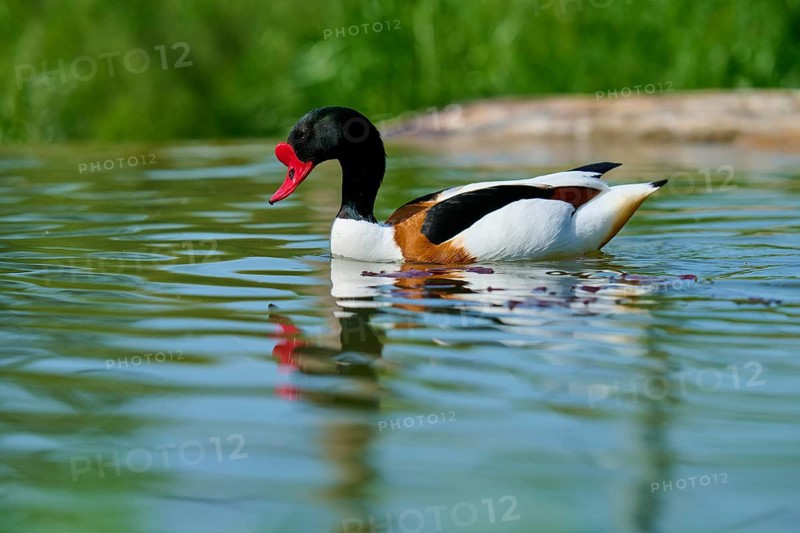 Shelduck (Tadorna tadorna), enjoys the water with a calm appearance, France