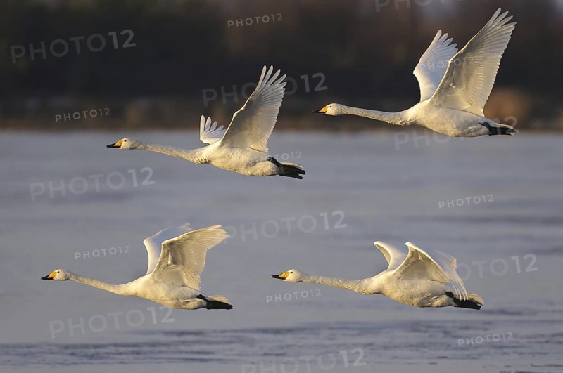 Whooper Swan (Cygnus cygnus) flying, Lower Saxony, Germany