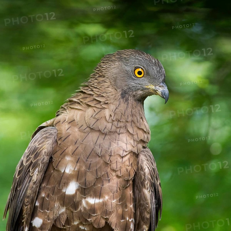 European Honey Buzzard (Pernis apivorus), Subotica, Serbia