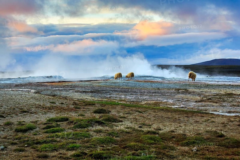 Free-range sheep grazing, sulphur vapour, evening sky, Hveravellir geothermal area, Icelandic highlands, Suðurland, Sudurland, Iceland