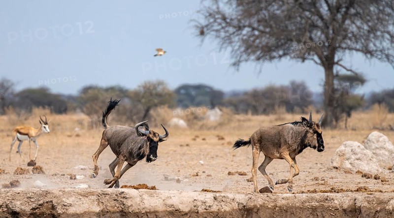 Blue wildebeest (Connochaetes taurinus), two animals running, Nxai Pan National Park, Botswana