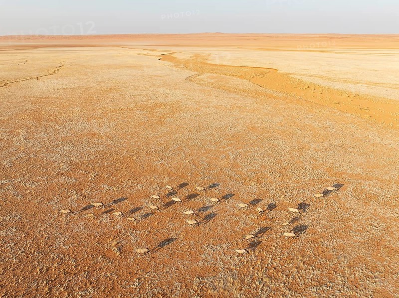Gemsbok (Oryx gazella). Roaming an arid plain at the edge of the Namib Desert. Aerial view. Drone shot. Namibia