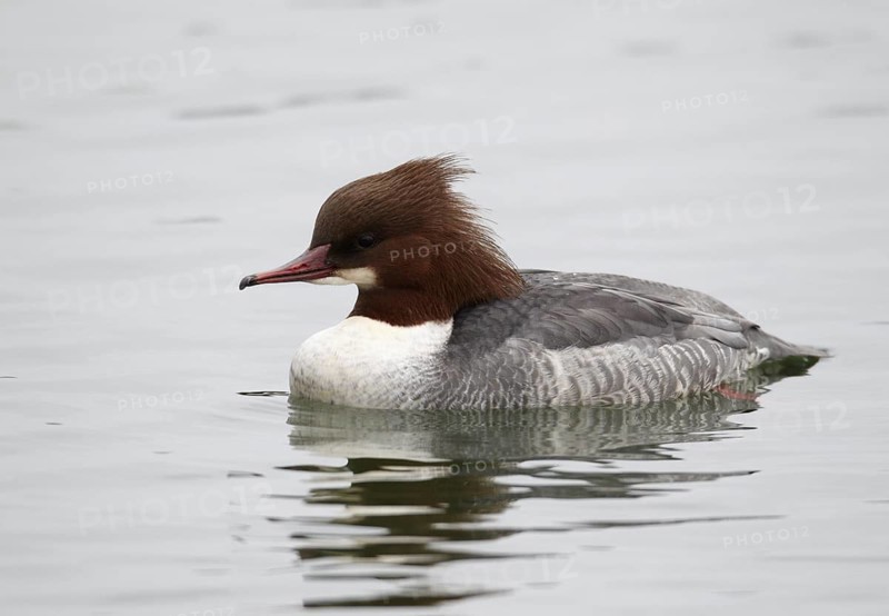 Common Merganser (Mergus merganser) female, Mecklenburg-Western Pomerania, Germany