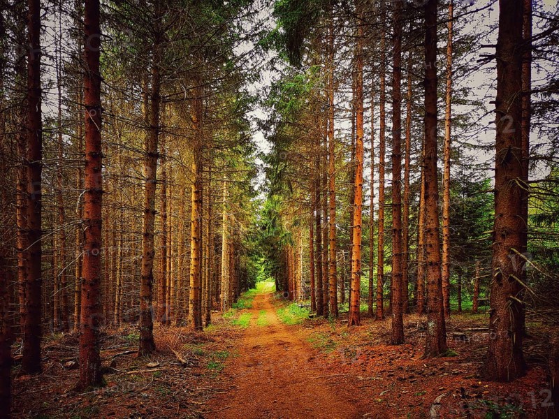A serene pathway meanders through a dense forest, surrounded by tall trees. Sunlight filters through the branches, highlighting the rich earthy tones of the ground. France