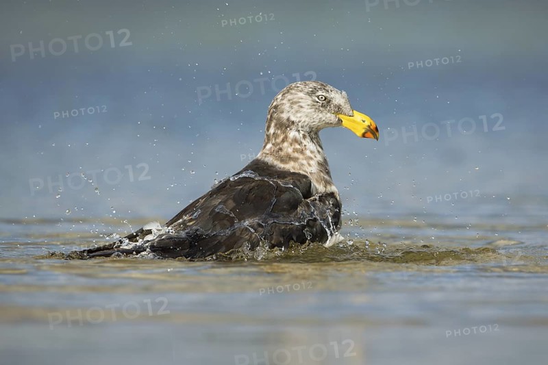 Pacific Gull (Larus pacificus) bathing, Victoria, Australia