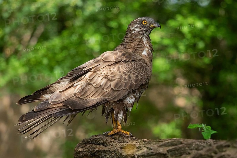 European Honey Buzzard (Pernis apivorus), Subotica, Serbia