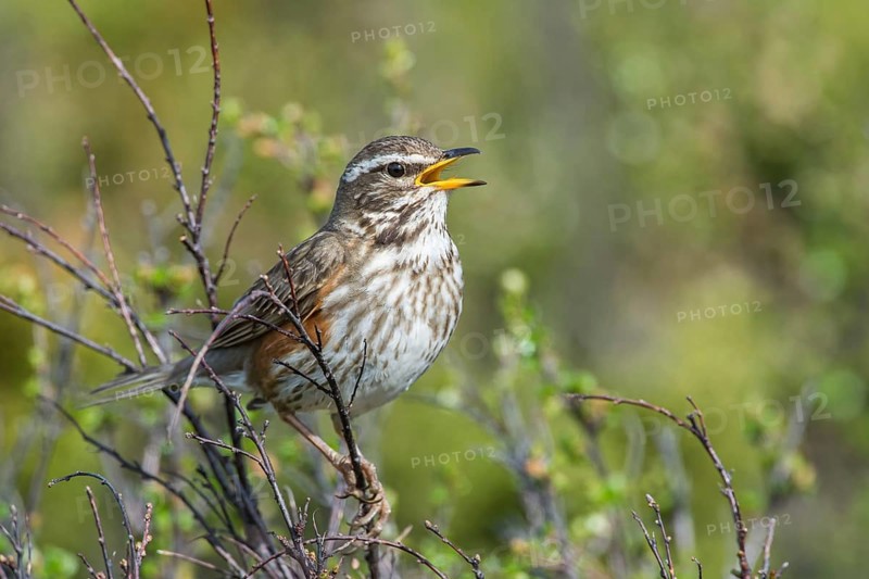Rotdrossel (Turdus iliacus) Redwing