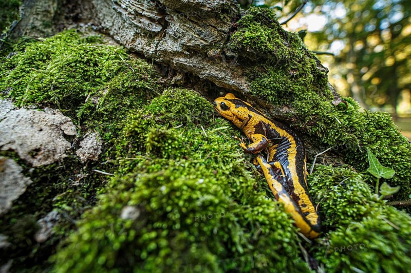 Fire Salamander (Salamandra salamandra bernardezi), endemic subspecies of a few points in north Spain, Oviedo, Spain