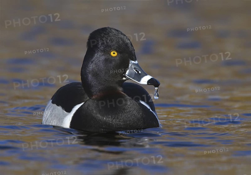 Ring-necked Duck (Aythya collaris) male, British Columbia, Canada