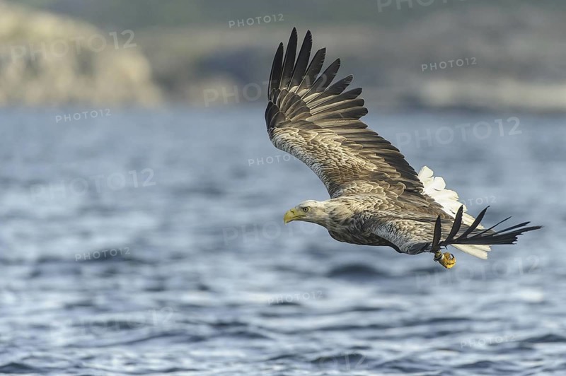 White-tailed Eagle (Haliaeetus albicilla) flying, Nord-Trondelag, Norway