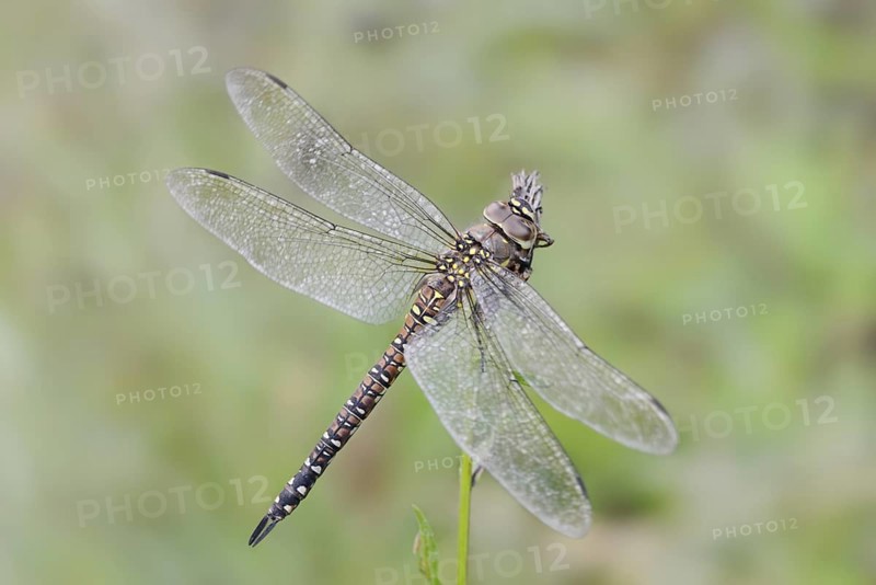 Autumn mosaic damselfly (Aeshna mixta), female, North Rhine-Westphalia, Germany