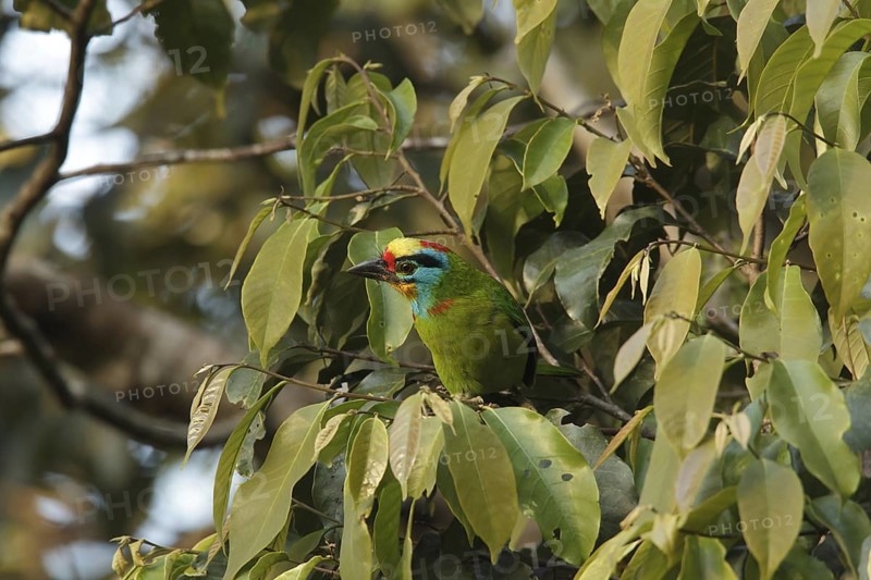 Black-browed Barbet (Psilopogon oorti) male, Fraser's Hill, Malaysia