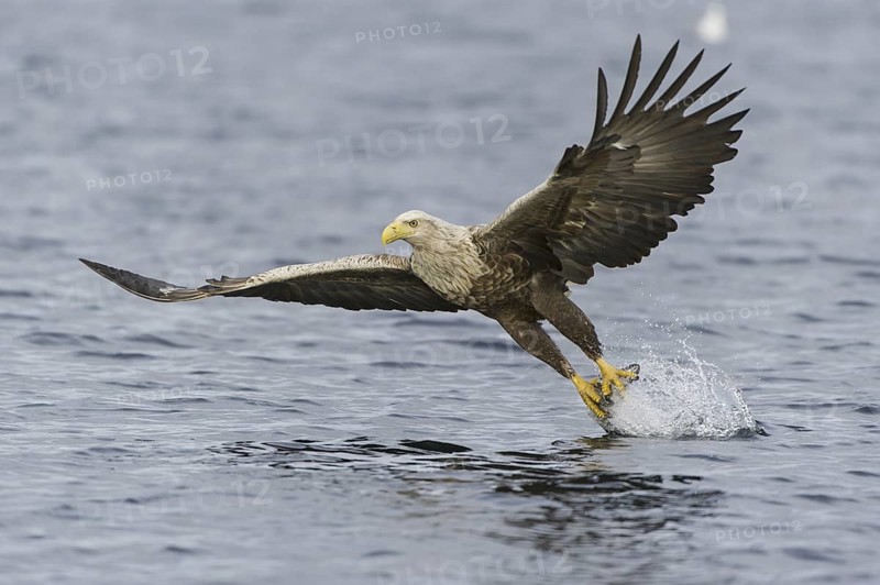 White-tailed Eagle (Haliaeetus albicilla) flying, Nord-Trondelag, Norway