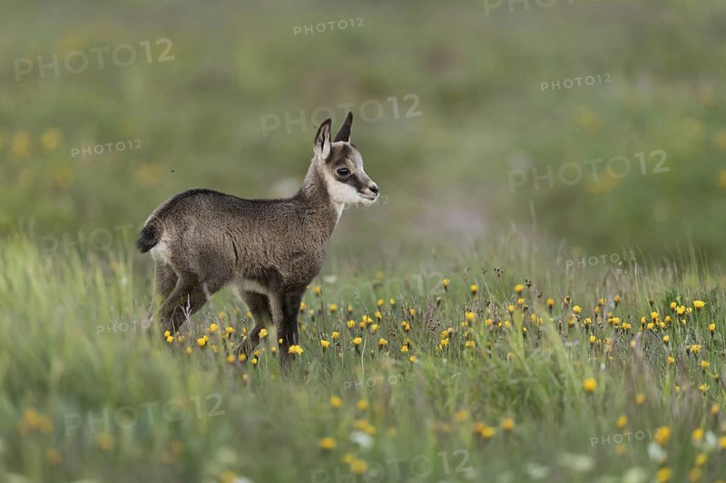 Chamois (Rupicapra rupicapra), young chamois, young fawn, sweet chamois fawn stands in early summer in a flower meadow, flowering meadow, spring meadow, mountain meadow, looks out, very natural picture, appealing environment, early summer in the mountains, series animal children, native nature, Alps, Bavaria, Bavarian Alps, Berchtesgardener Land, Germany, Western Europe