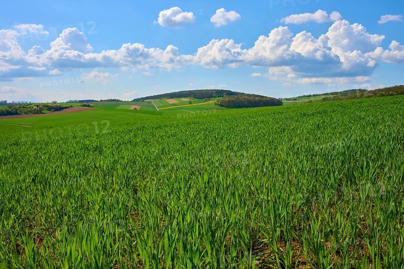Green grain field under a blue sky with white clouds, surrounded by hills and nature, Karsbach, Main Spessart Kreis, Bavaria, Germany