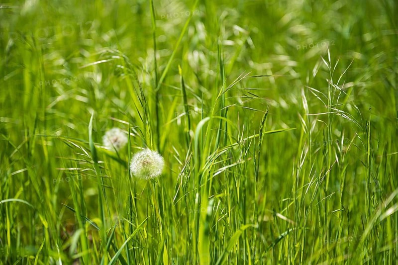 Meadow with faded dandelion (Taraxacum), dandelion, North Rhine-Westphalia, Germany