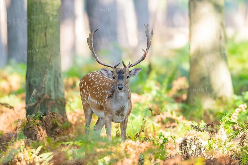 European fallow deer (Dama dama) buck in a forest, Hesse, Germany