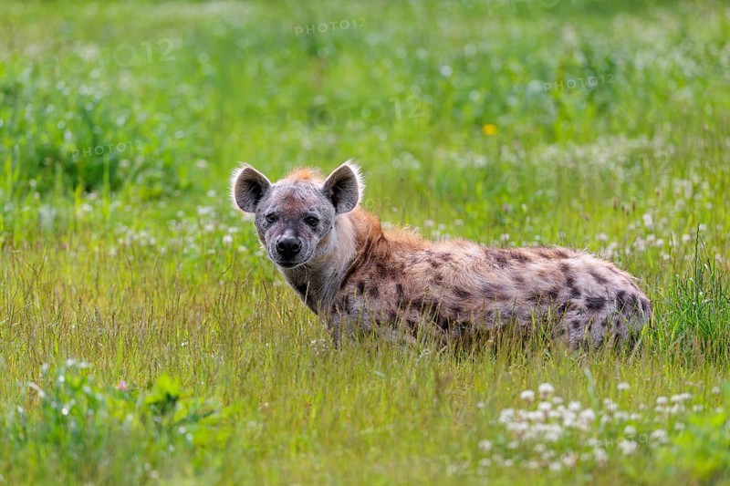 An adult male spotted hyena (Crocuta crocuta) lying in a green meadow, observing something. Southern part of Africa