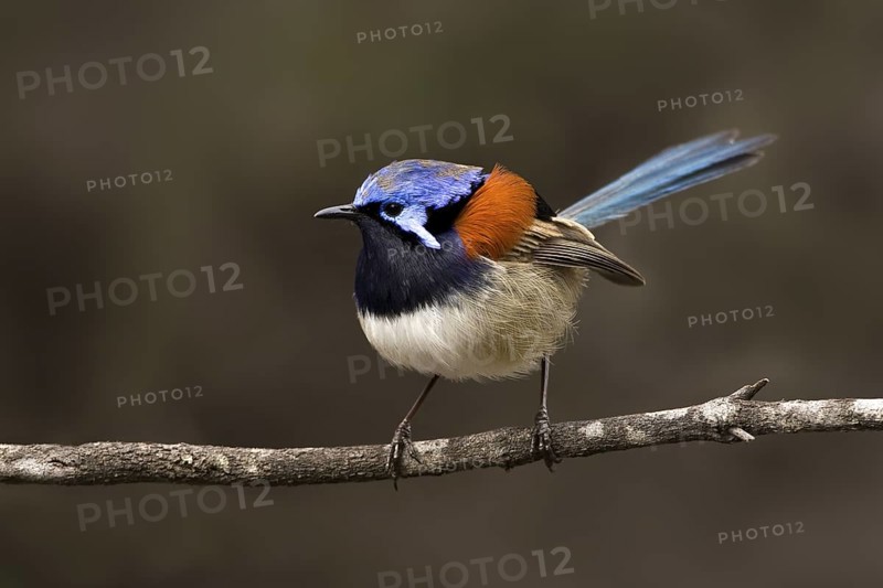 Blue-breasted Fairywren (Malurus pulcherrimus) male, Western Australia, Australia