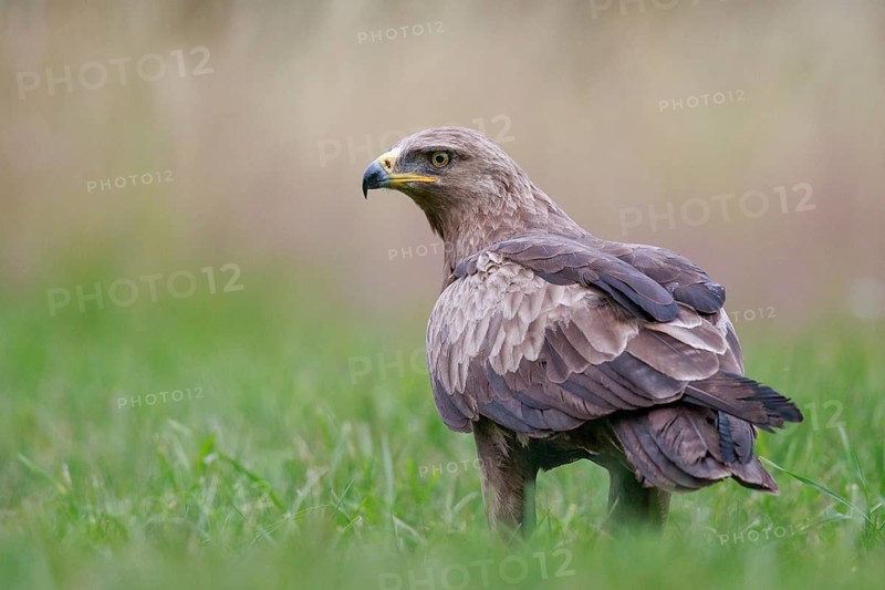 Lesser Spotted Eagle (Clanga pomarina) on grassland, Poland