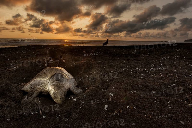 Olive ridley sea turtle (Lepidochelys olivacea) laying eggs as the sun sets at Playa Ostional