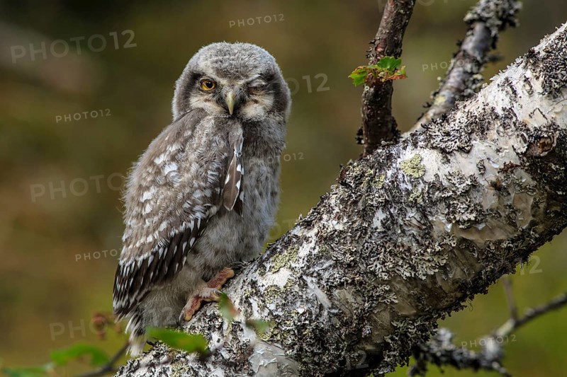 Northern Hawk-Owl (Surnia ulula) juvenile perched on an old branch, Dalarna, Sweden