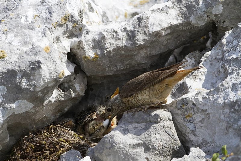 Common Rock Thrush (Monticola saxatilis) female cleaning fecal sac out of nest, Primorje, Croatia