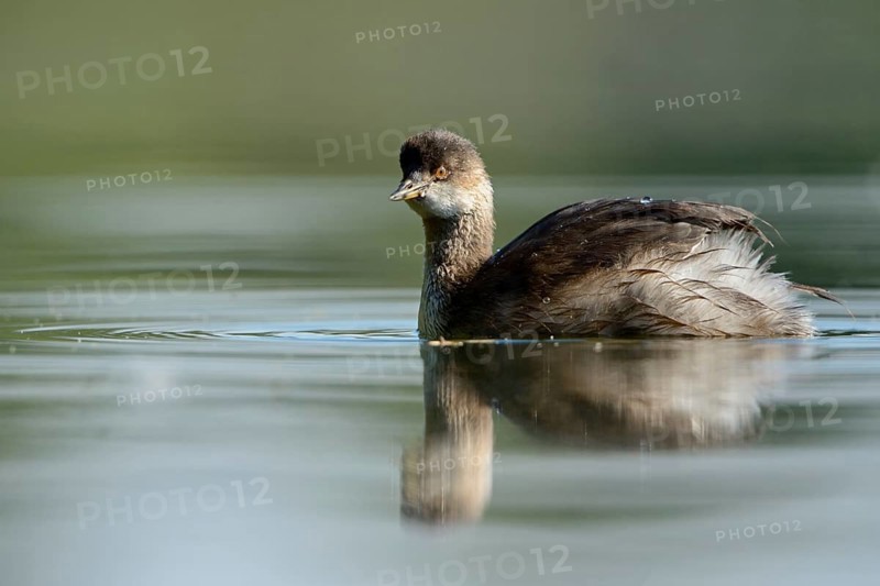 Black-necked Grebe (Podiceps nigricollis) juvenile, North Rhine-Westphalia, Germany