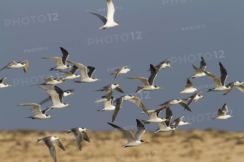 Greater Crested Tern (Thalasseus bergii) flying, Oman