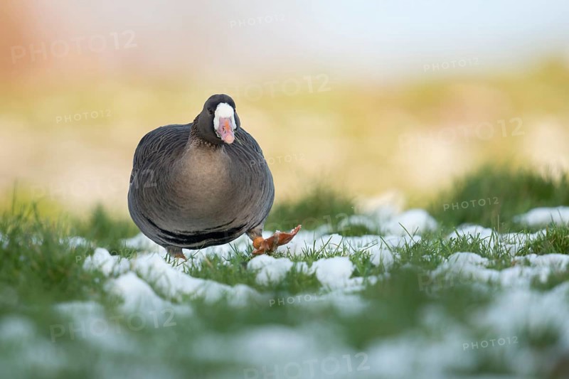 Greater White-fronted Goose (Anser albifrons) on snowy field, North Rhine-Westphalia, Germany