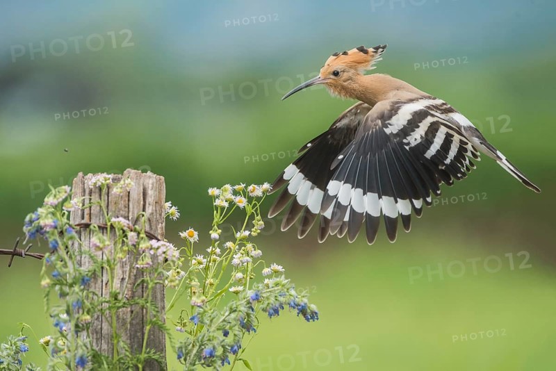 Eurasian Hoopoe (Upupa epops) flying, Aosta Valley, Italy