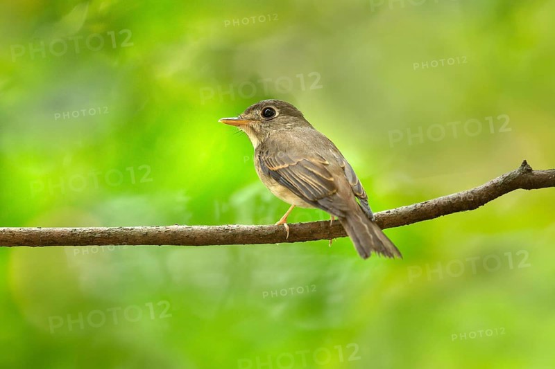 Brown-breasted Flycatcher (Muscicapa muttui) perched on a branch, Kerala, India