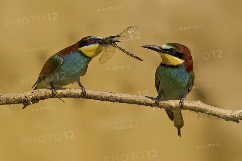 European Bee-eater (Merops apiaster) pair displaying, United Kingdom