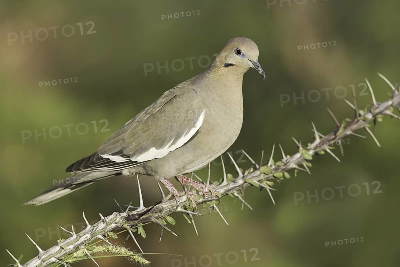 White-winged Dove (Zenaida asiatica), Arizona, USA
