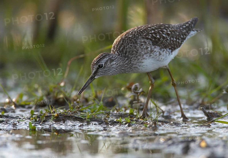 Wood Sandpiper (Tringa glareola), Schleswig-Holstein, Germany