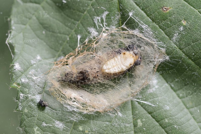 Rose owl (Thyatira batis), pupa in a web, North Rhine-Westphalia, Germany