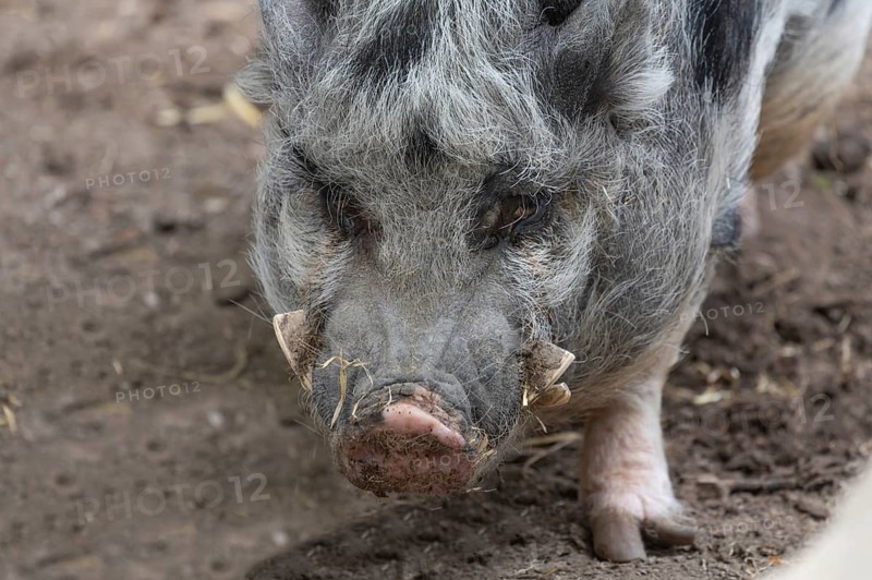 Pot-bellied pig (Sus scrofa domesticus), close up, wildlife park, Bavaria, Germany