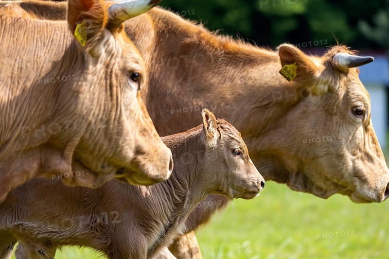 Cows on a pasture, landscape near Oerrot in the north-east of Baden-Württemberg. Oberrot, Baden-Württemberg, Germany