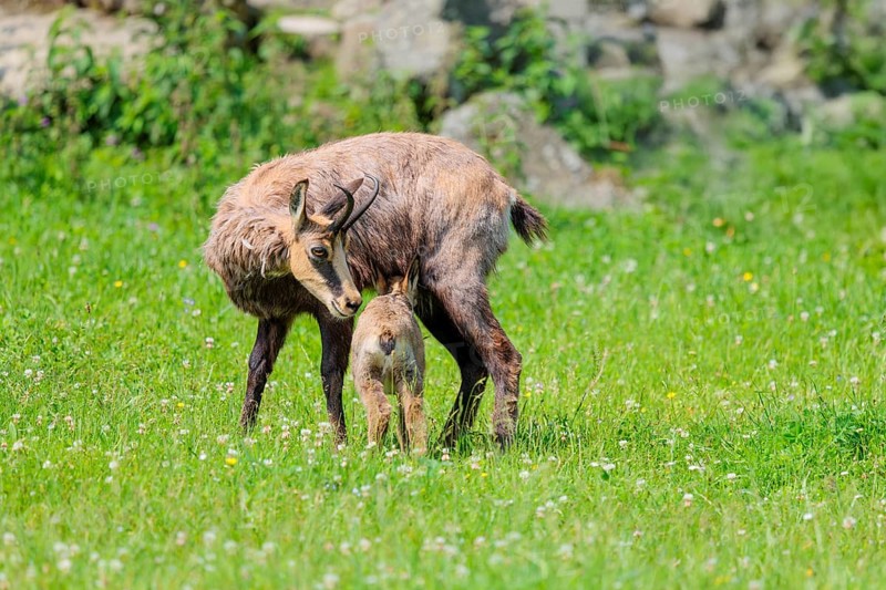 An adult female chamois (Rupicapra rupicapra) suckles her young on a sunny day in a green meadow.. Tyrol, Austria
