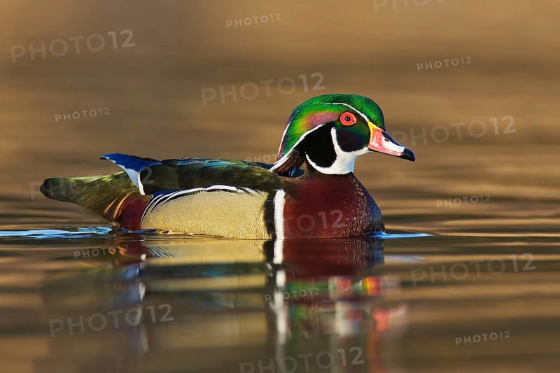 Wood Duck (Aix sponsa) male, British Columbia, Canada