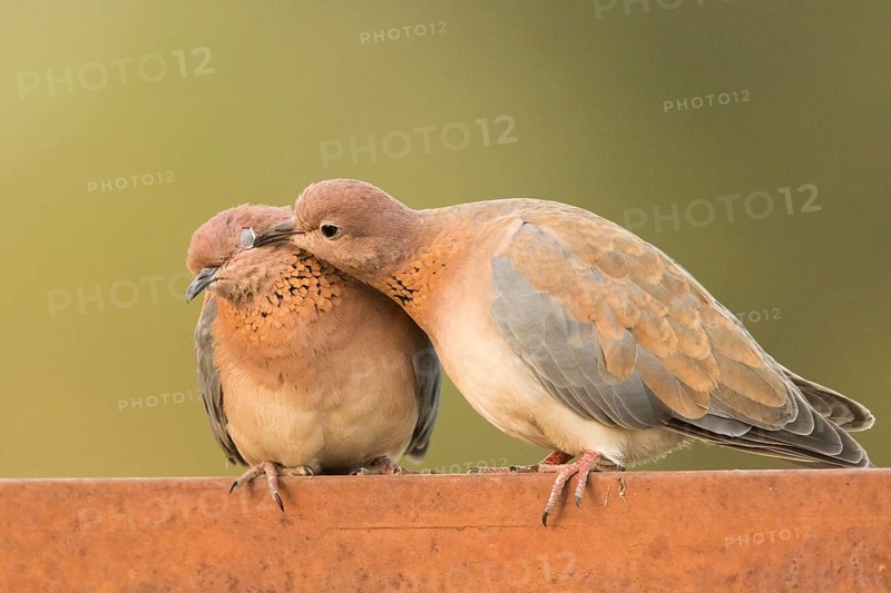 Laughing Dove (Spilopelia senegalensis) pair, Gambia